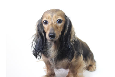 販売中のカニンヘンダックスフンド(ロングヘアード)の親犬